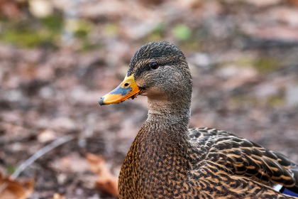 美女黄网站18禁免费看 美女黄网站18禁免费看