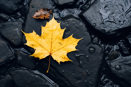 美女黄网站视频免费视频