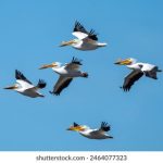 全面解析奥兔导航页的功能与使用技巧 7hvm7jy5dt