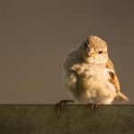 回顾经典:猫咪短视频旧版本的欢乐时光 7m0njfy2