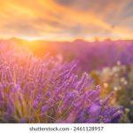 坚如磐石 在线观看:探索不屈精神的精彩故事 80f4ae34