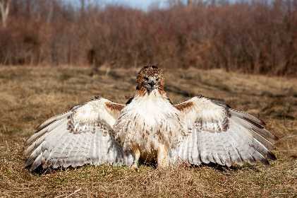 冲哥黑料为何突然消失？背后真相揭秘