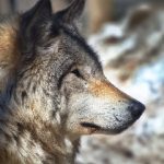 块猫短视频:探索创意短视频制作的无限可能与乐趣 g434j