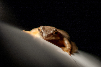 姜可小说阅读：探索姜可作品中的情感与人生哲学