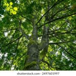 天天电影网大米电影网:畅享最新电影与精彩影视资源的最佳选择 jk51nha