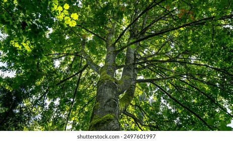 天天电影网大米电影网：畅享最新电影与精彩影视资源的最佳选择