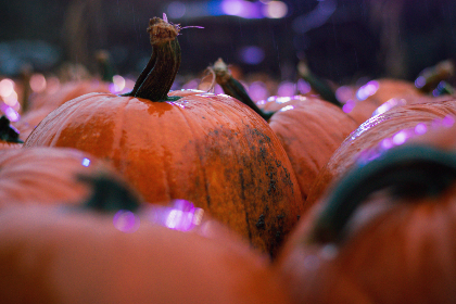 小狐狸网址：探索小狐狸的奇妙世界与精彩内容分享