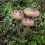 姐姐的朋友李采潭:她的故事与我人生的交汇点 wiaml8ncw