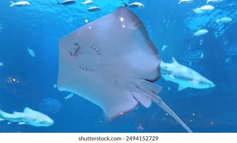 探索Yamaha ATV侧边车的无限可能与冒险乐趣