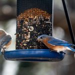 探索日本漫画世界:无删减漫画大全推荐 lmssq