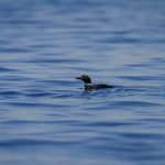 探秘51黑料网反差:真实与虚构的交织 pcx68f