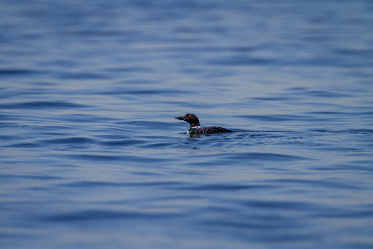 探秘51黑料网反差:真实与虚构的交织 探秘51黑料网反差:真实与虚构的交织