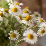 探索18comic-god.club/stray/:漫画迷的天堂与奇幻之旅 qy9xeq0fm