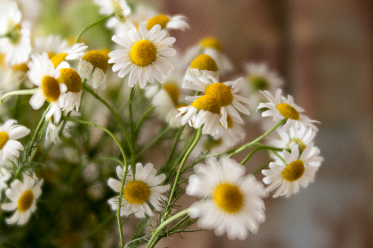 探索18comic-god.club／stray／：漫画迷的天堂与奇幻之旅