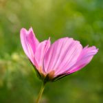 探索Yandex网址中的精彩漫画世界 rp8s6au