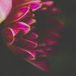 探索红桃视频:新兴娱乐平台的魅力与特色 wa68yls1k